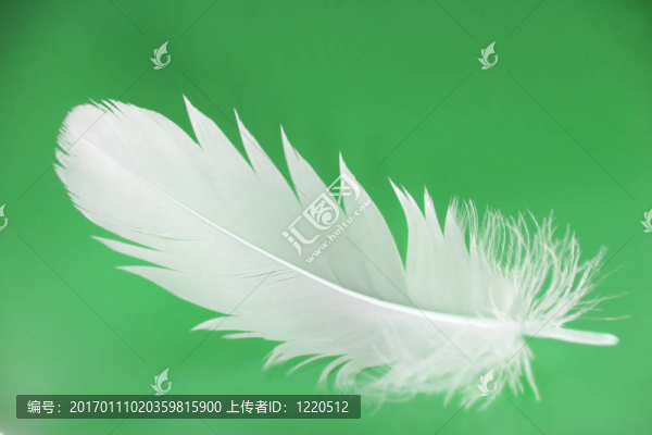 羽毛的特寫