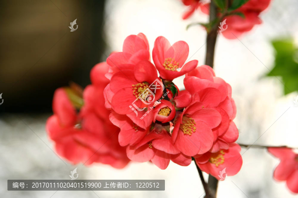 蘋果花
