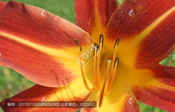 橙黃花菜