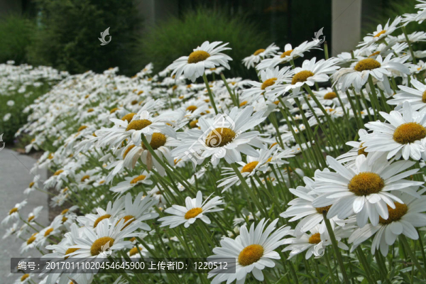 走道兩旁的雛菊
