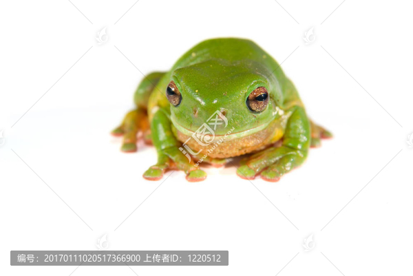 白色的綠色樹