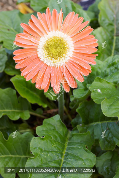 橙色非洲菊