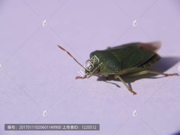 4盾的bug