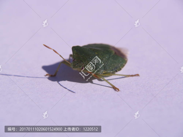 7盾的bug