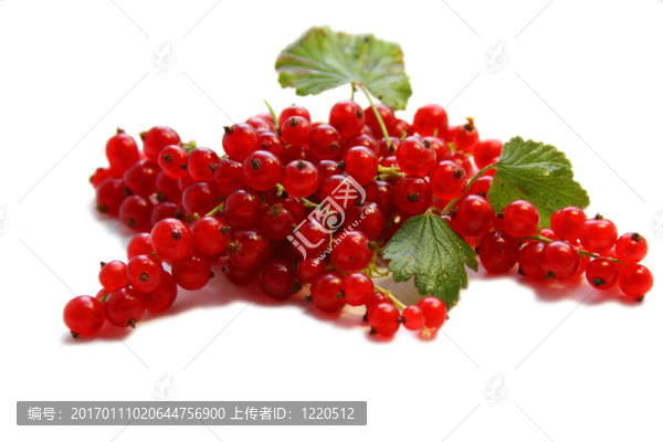 紅醋栗漿果