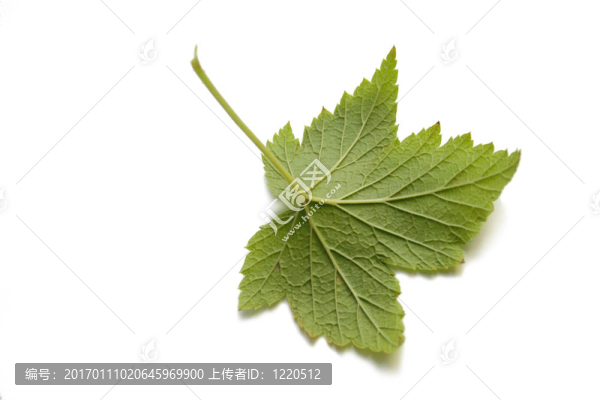 黑醋栗葉