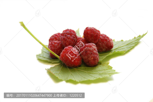 覆盆子