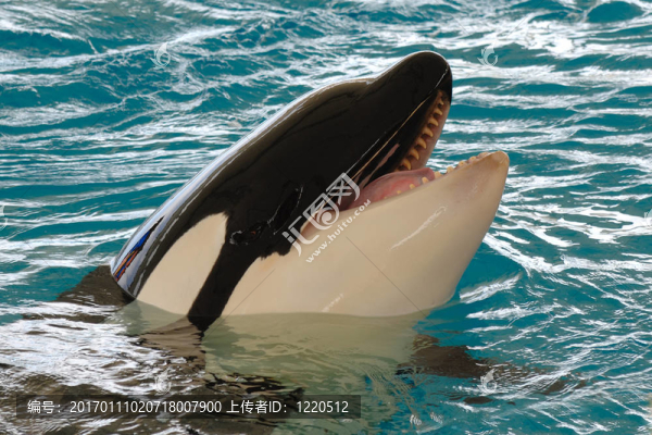微笑killerwhale