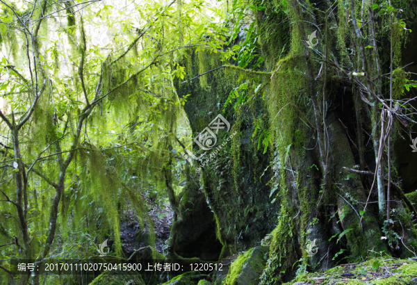 懸掛地衣和苔蘚