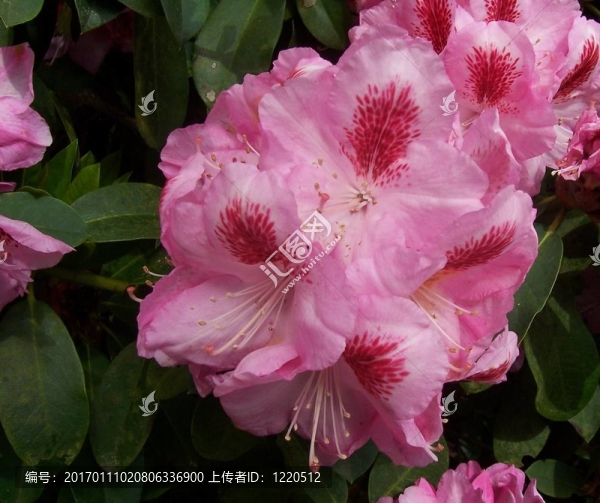 粉杜鵑花