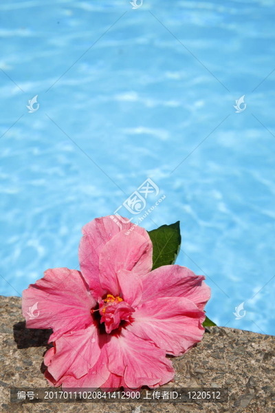 芙蓉池
