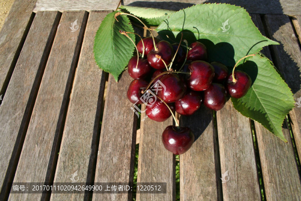 櫻桃豐收-匯圖網(wǎng) www.fosd68.com 櫻桃豐收