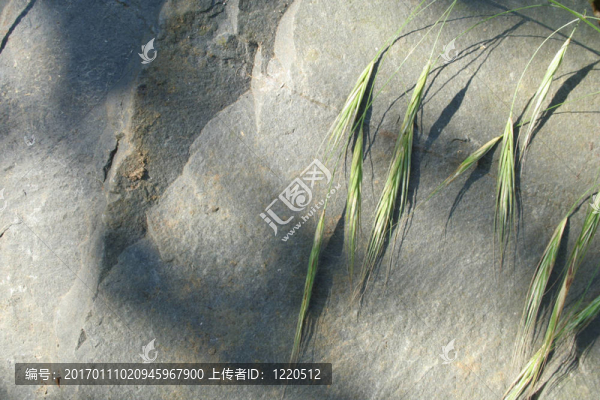 石板草地背景
