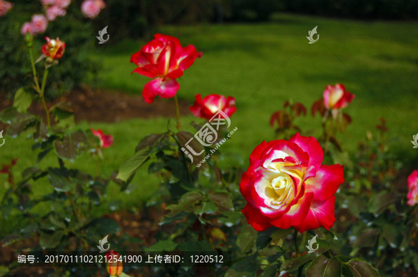 紅玫瑰的花
