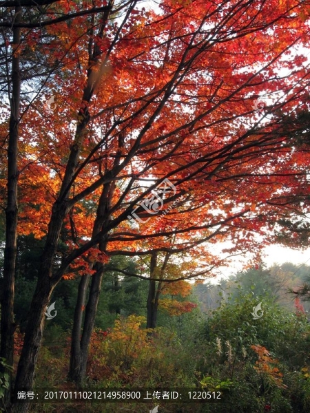 橘紅色的楓葉