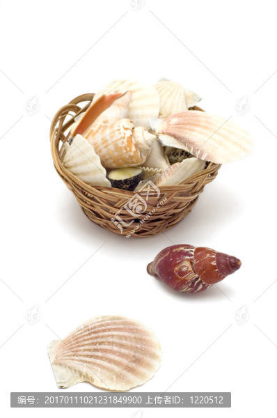海貝殼