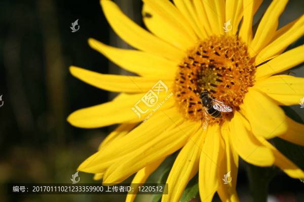 食蚜蠅和花