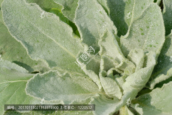 毛蕊花的草本植物