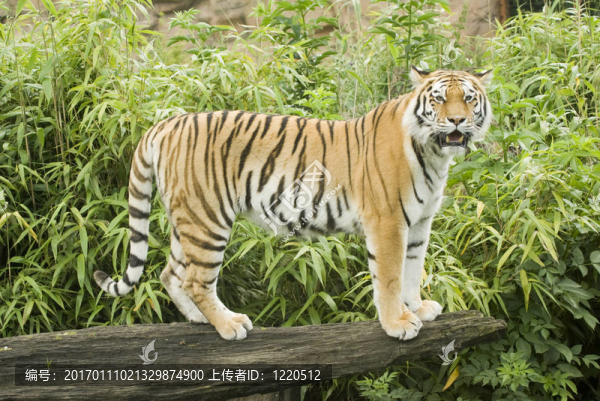 東北虎