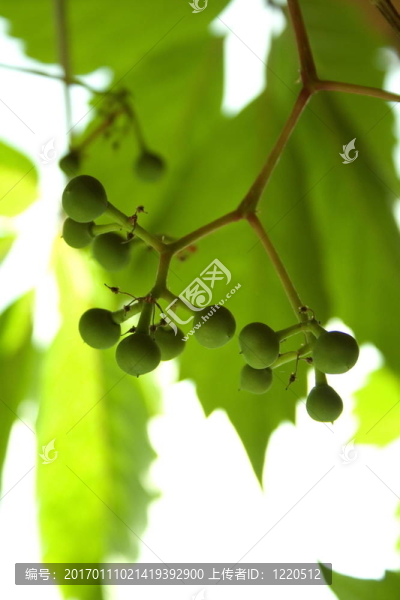 波士頓常春藤-匯圖網(wǎng) www.fosd68.com 波士頓常春藤