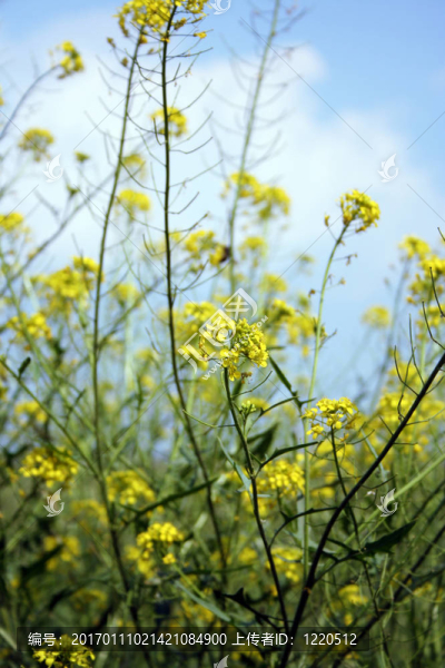 黃色的花
