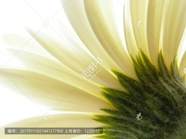 白色的非洲菊