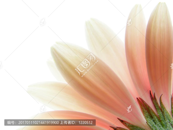 粉色非洲菊
