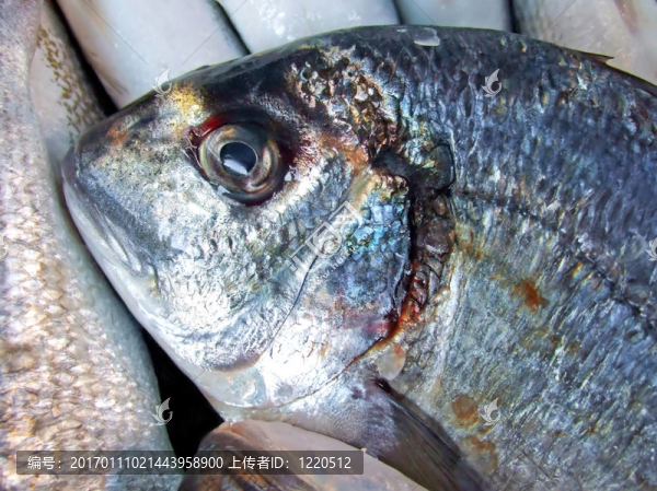藍(lán)色的魚(yú)