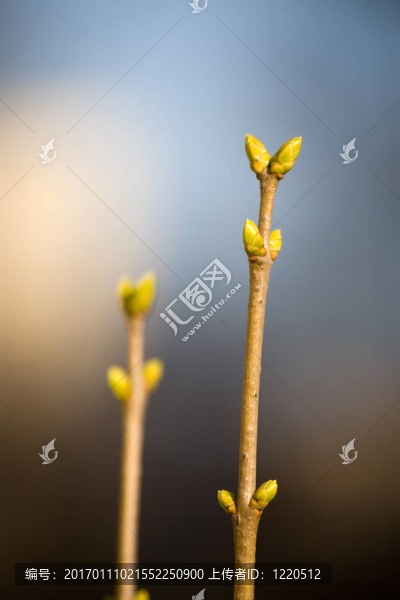 春天的相似之處