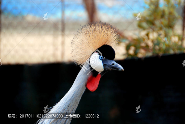 五顏六色的鳥