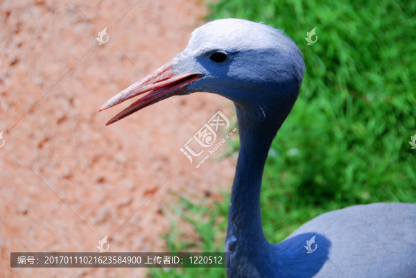 藍(lán)鳥