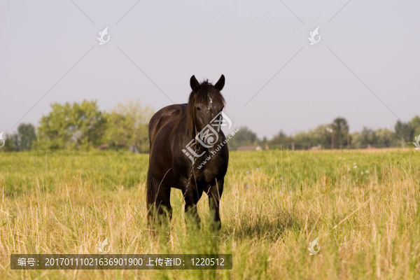 馬