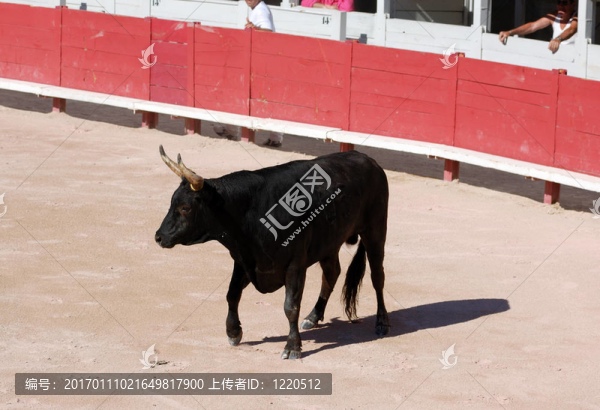 競(jìng)技場(chǎng)中的公牛