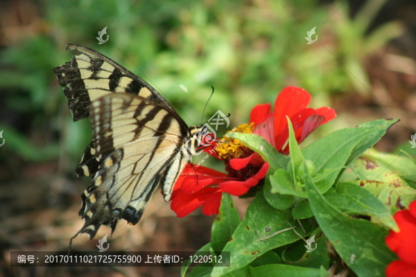 東方虎鳳蝶