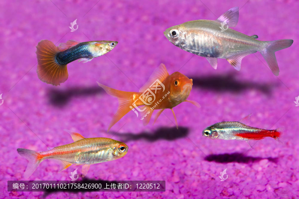 水族館