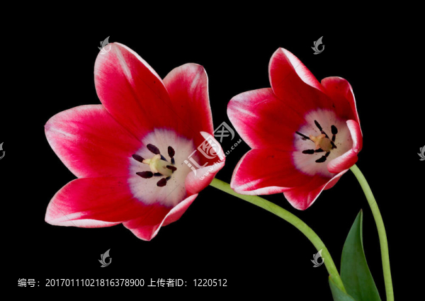 郁金香