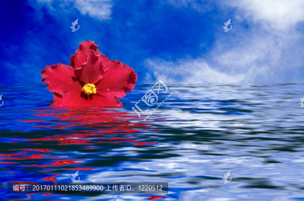花在水中。