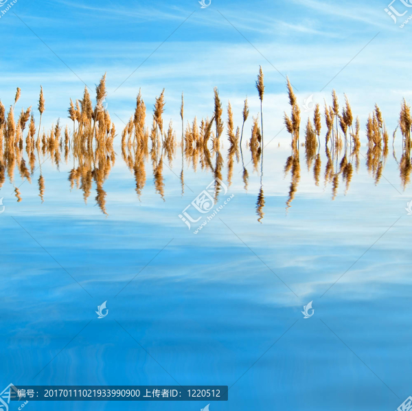 蘆葦。