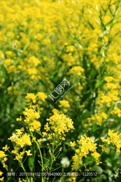 油菜花田