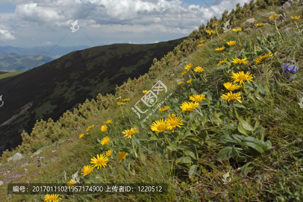 山上的花