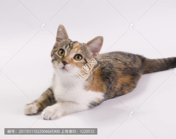 貓