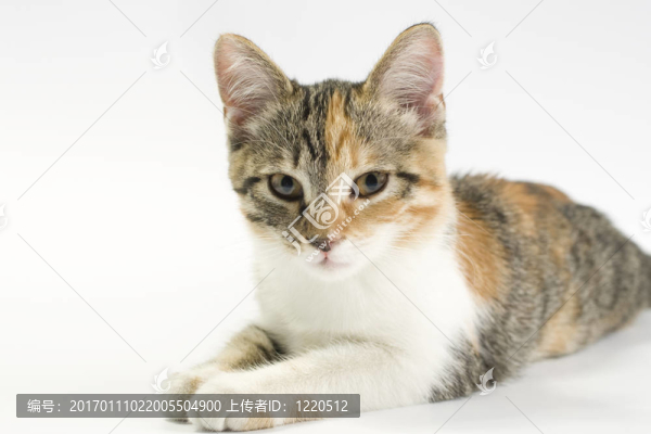 貓