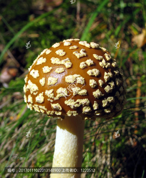 粉木耳蘑菇