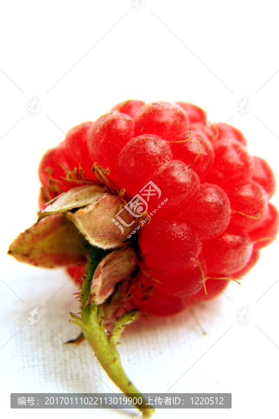 在WHI的孤立的覆盆子