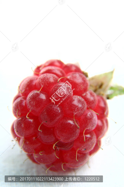 在WHI的孤立的覆盆子