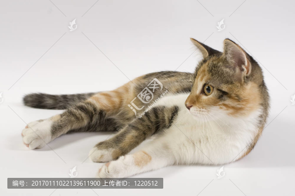 貓