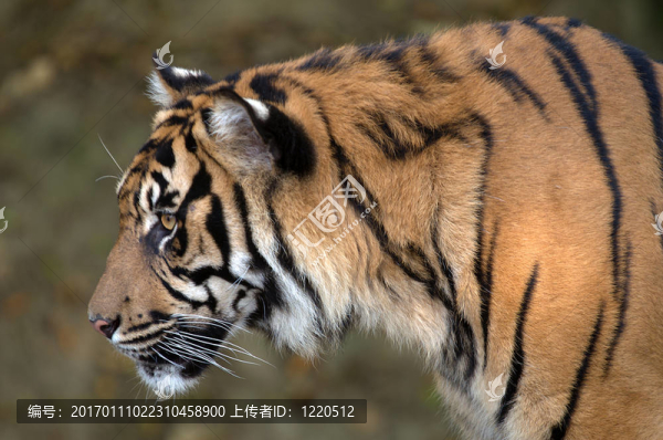 東北虎