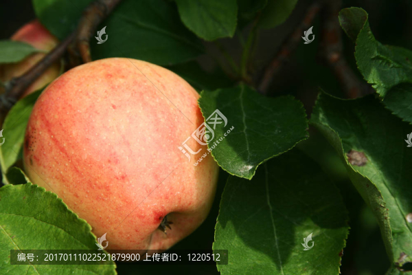 樹上的蘋果