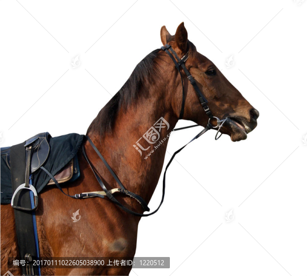 為賽馬做好準備