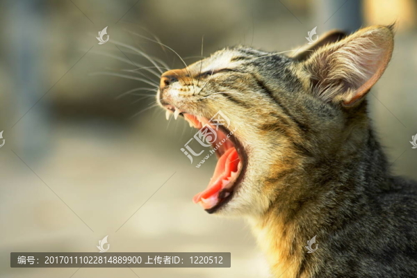 打哈欠的貓